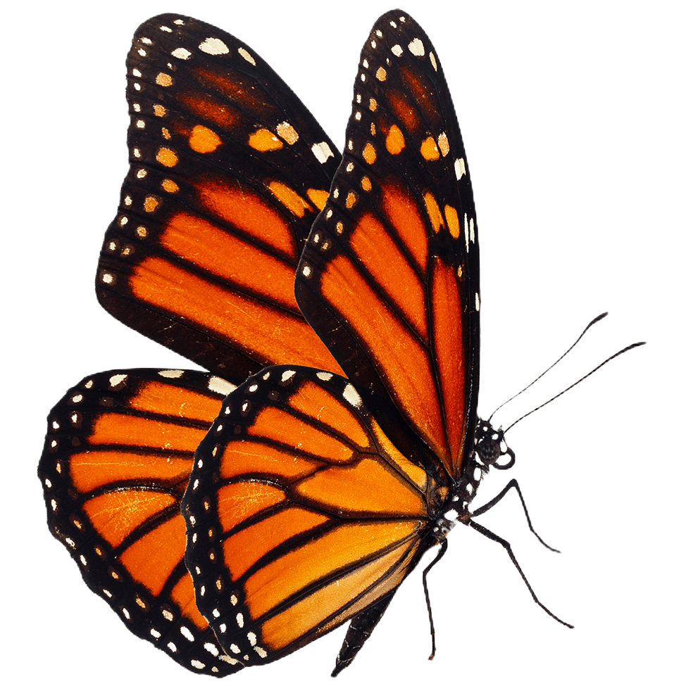 butterfly image 1