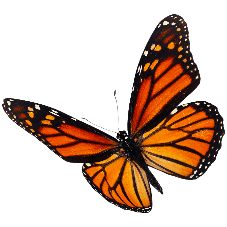 butterfly image 2